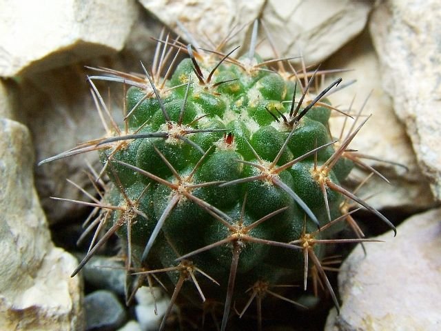 Neowerdermannia _chilensis ssp.peruviana_ 02